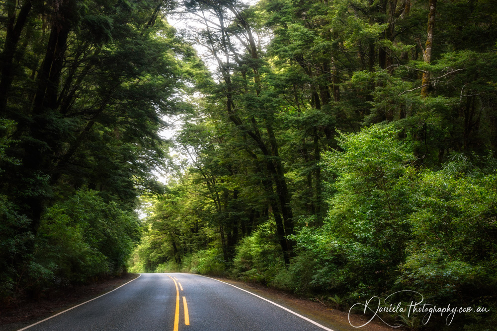 Picturesque road through the rainforest